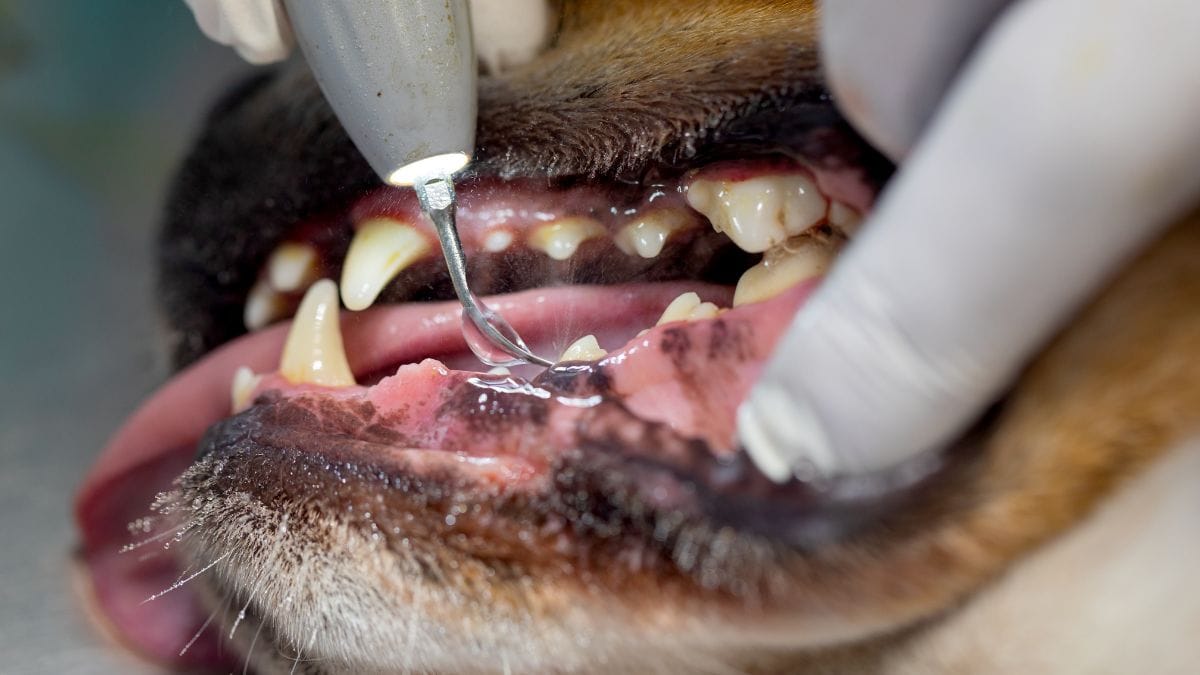 Zahnsteinentfernung Hund Kosten beim Tierarzt